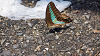 camp29 (843)_thumb.png